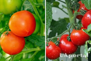 Коли та як садити помідори, щоб мати неймовірний врожай: поради городників