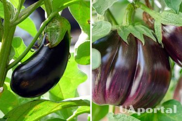 Коли пора садити баклажани у відкритий ґрунт: поради городників для хорошого врожаю