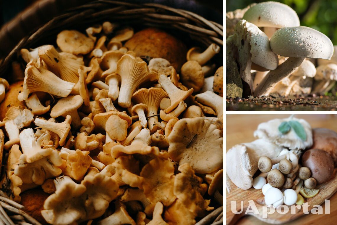 Які гриби не можна маринувати та сушити