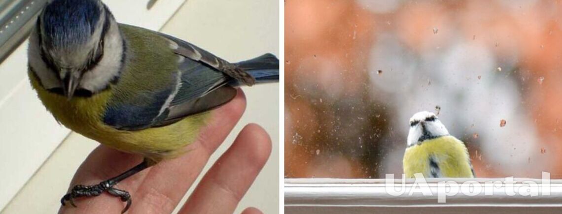 Если в дом залетела птица: Какие предрассудки и приметы связаны с птицами