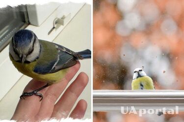 Які забобони та народні прикмети пов'язані з птахами