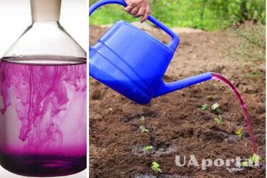 How to treat and fertilize plants in the garden with potassium permanganate