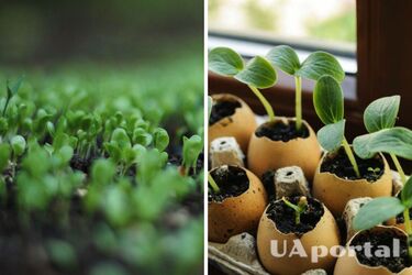 Як вирощувати розсаду та які помилки загублять ваш урожай