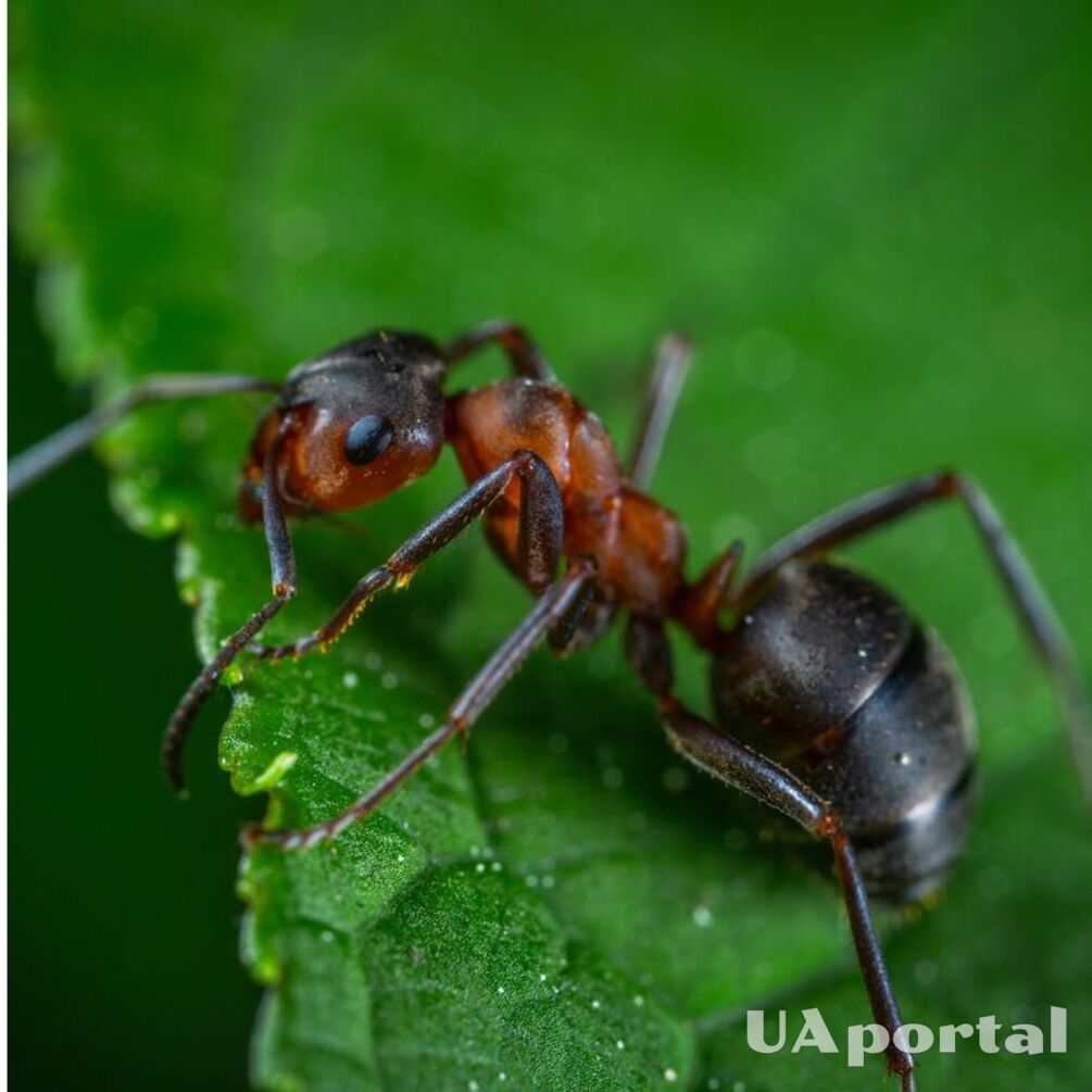 Как избавиться от муравьев дома: простой, но ароматный способ