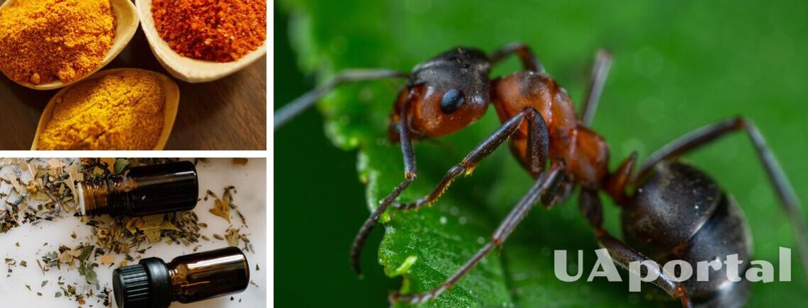 Як позбутися мурах вдома: простий, але ароматний спосіб