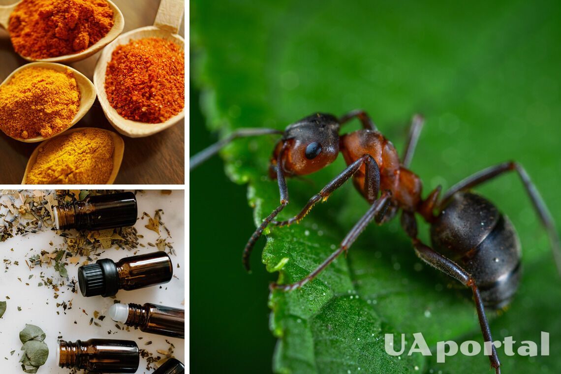 Как вывести дома муравьев - муравьи дома - что делать с муравьями