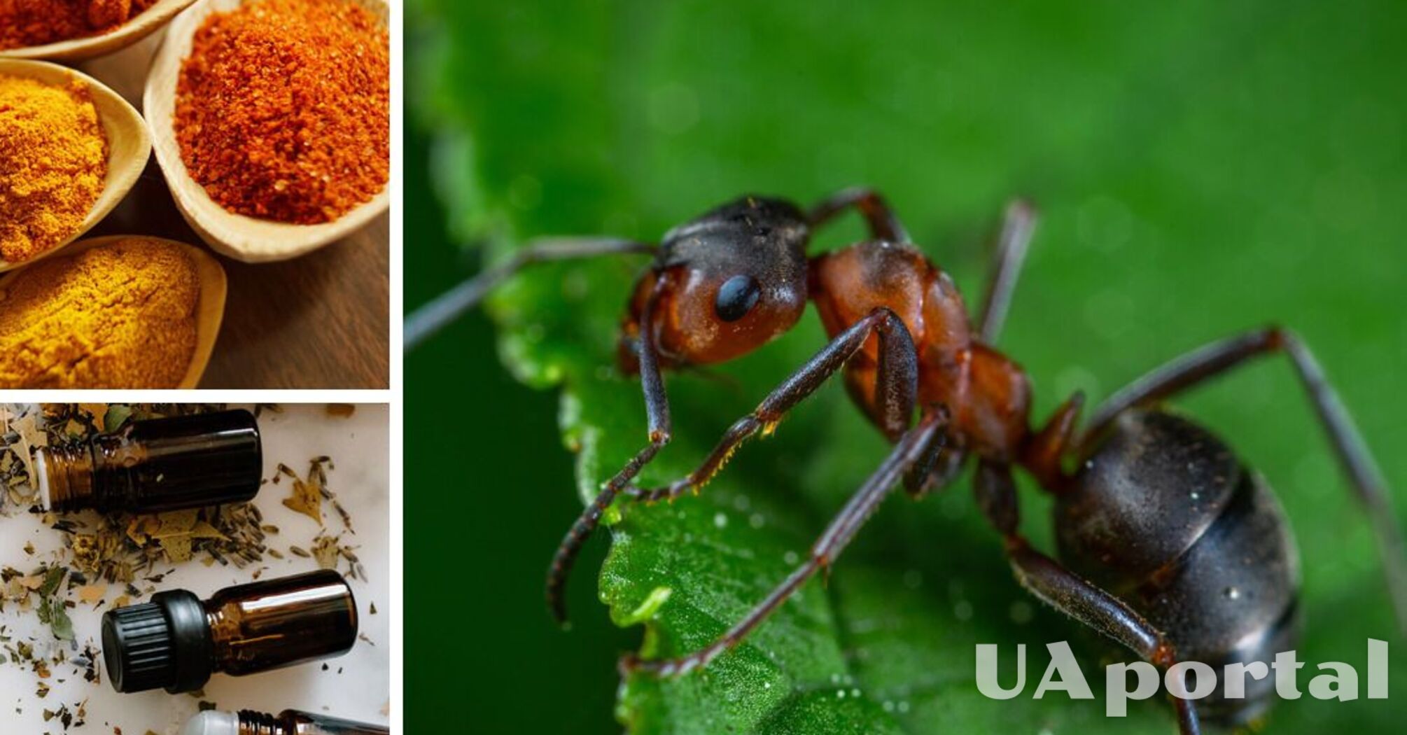Як позбутися мурах вдома: простий, але ароматний спосіб