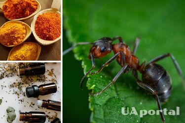 Как вывести дома муравьев - муравьи дома - что делать с муравьями