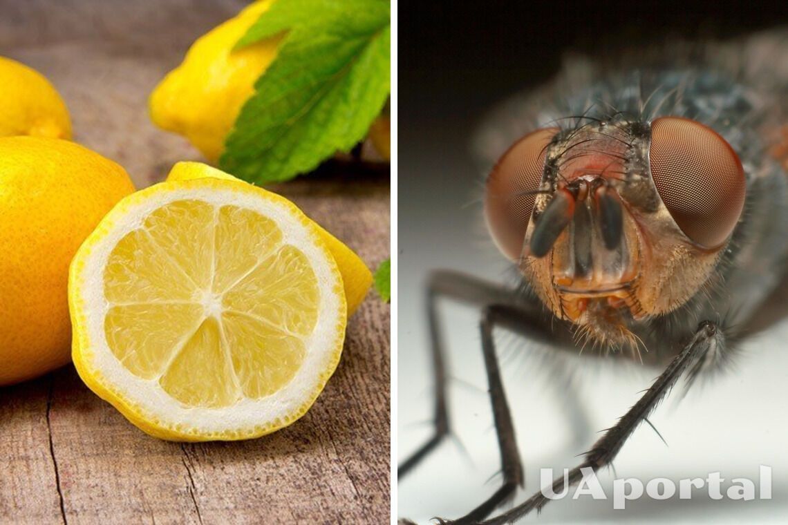 Як відлякати мух за допомогою лимона на підвіконні