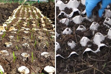 How to plant carrots in egg trays