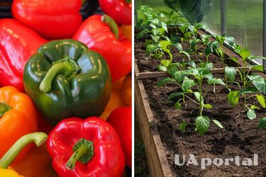 When and how to plant sweet peppers in open ground: tips for cottagers