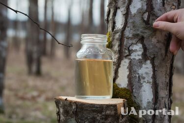Какая польза и вред от березового сока