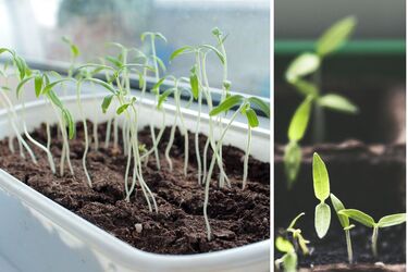 Почему рассада не сошла