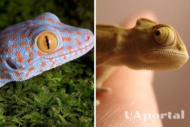 Экзотические животные, которых можно содержать в квартире