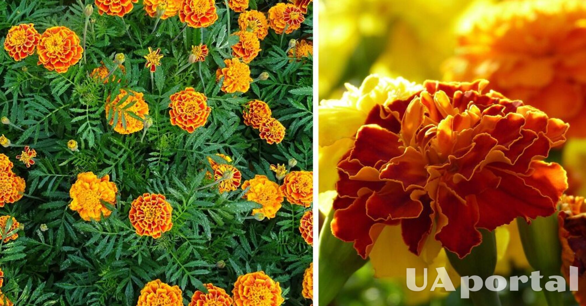 Найкращий час для сіяння чорнобривців в садовому городі