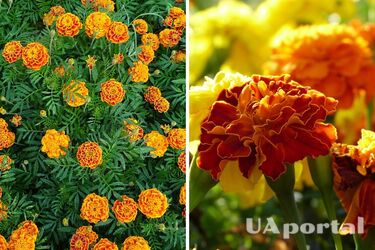 Окраса грядки: коли та як сіяти чорнобривці на розсаду