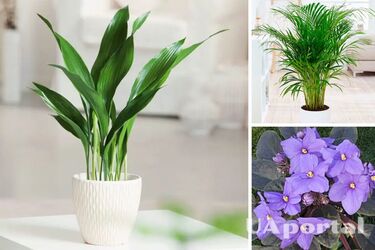 Безопасные для кошек: какие комнатные растения не навредят четырехлапым