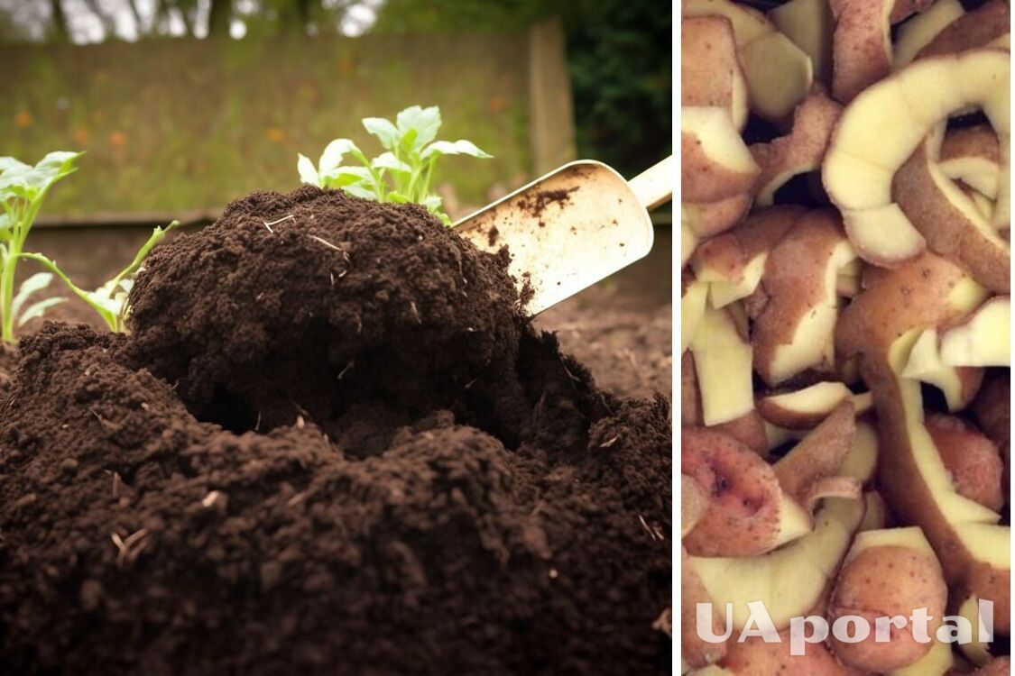 Як використовувати картопляну шкірку на городі: поради досвідчених дачників