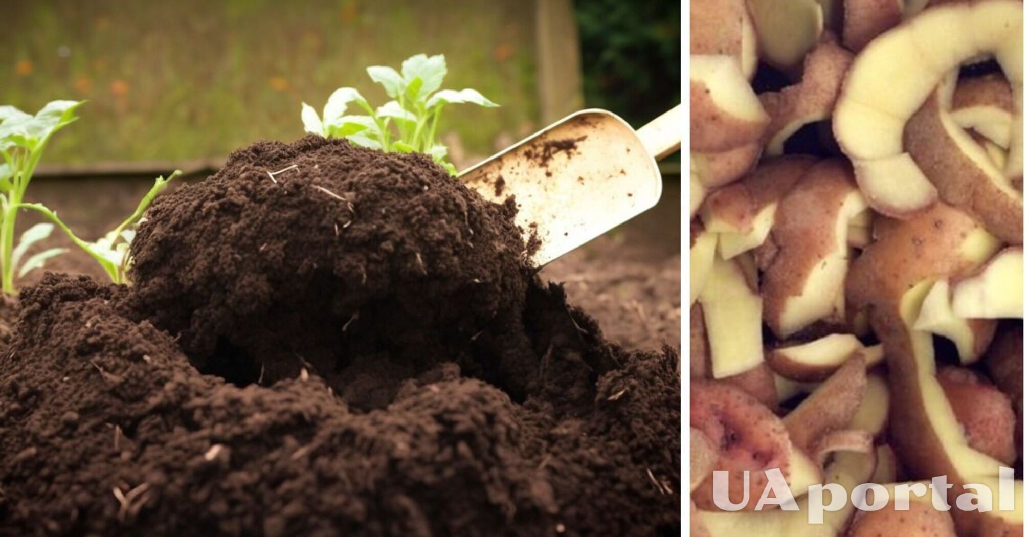 Как использовать картофельную шкурку на огороде: советы опытных дачников