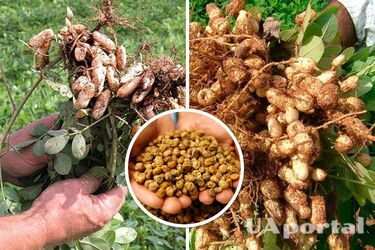 Как вырастить чуфу на огороде: правила посадки и ухода за земляным орехом