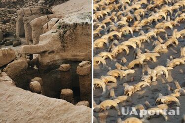 В Египте во время раскопок нашли 2000 мумифицированных бараньих голов (фото)