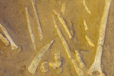 В Судане на кладбище, которому 7 тысяч лет, нашли устрашающие инструменты (фото)