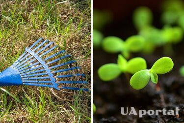 Які овочі, квіти та дерева можна садити у квітні: поради дачників