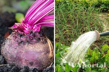 Как ухаживать за свеклой на огороде