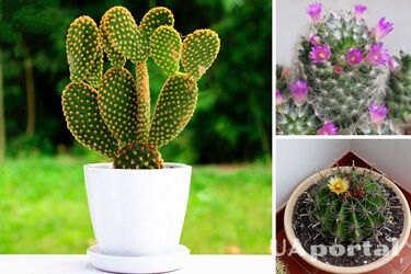 Які види кактусів найкраще підходять для вирощування будинку