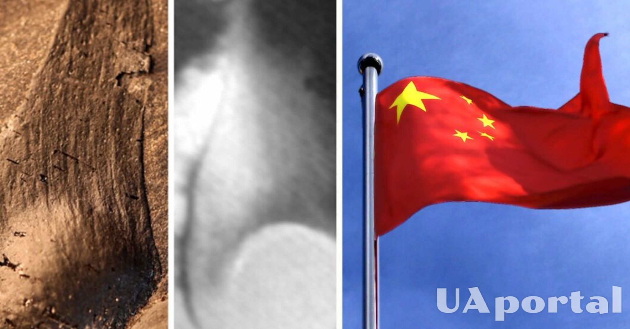 Китайські археологи виявили скам’янілу 'квітку' віком 170 мільйонів років (фото)