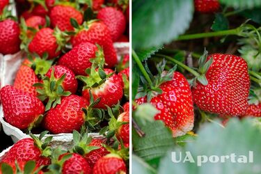 Чем нужно подкармливать клубнику, чтобы иметь невероятный урожай: советы дачников