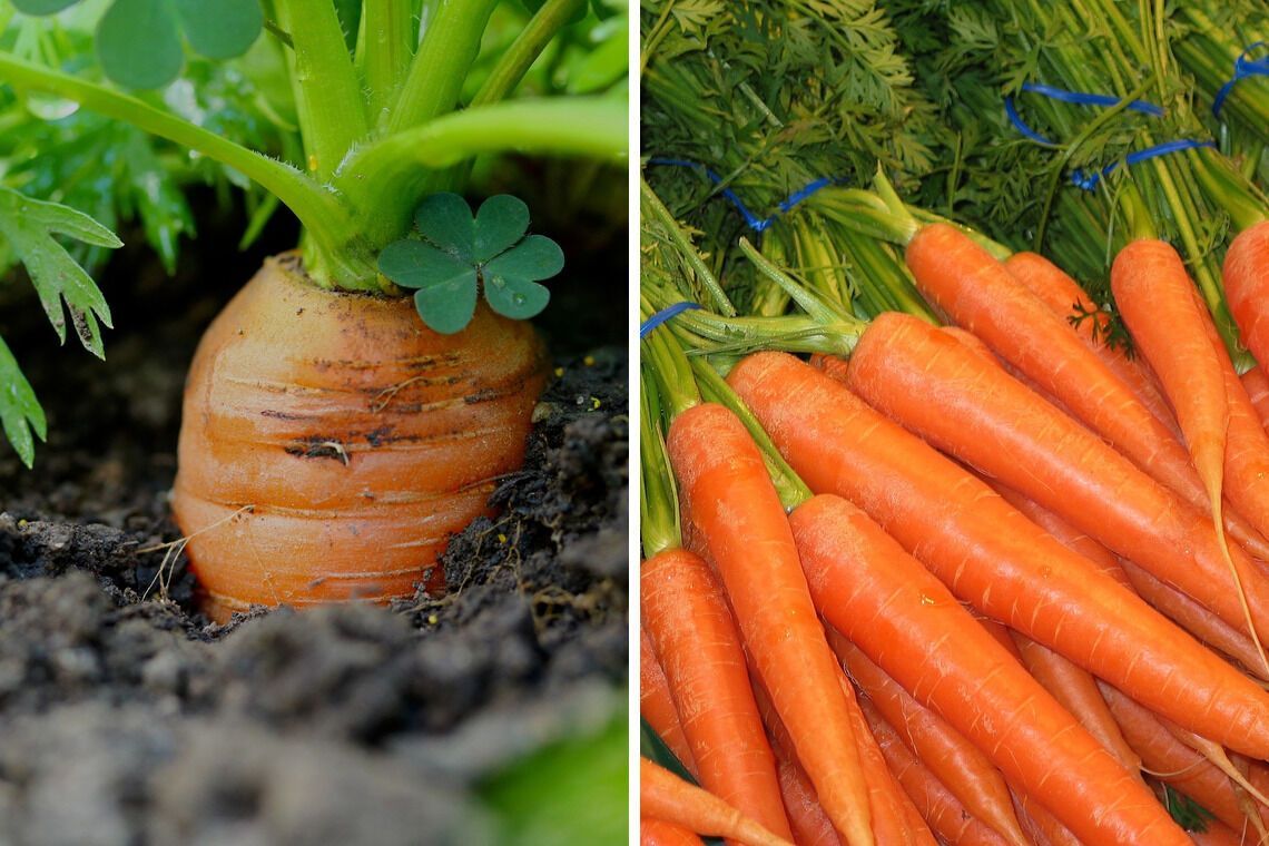 Чим поливати моркву, щоб збільшити врожай та вберегтись від шкідників: поради городників
