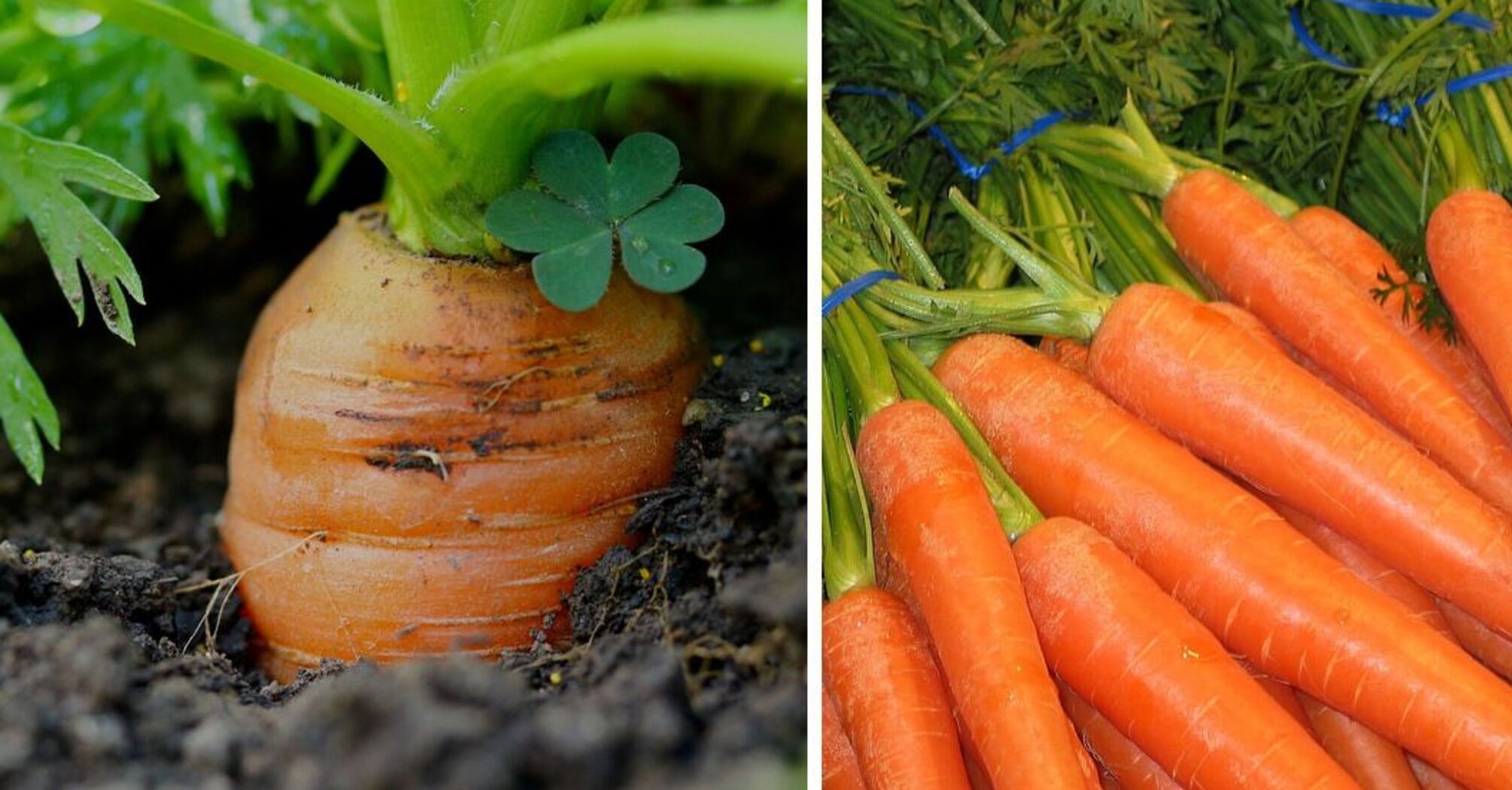 Чем поливать морковь, чтобы увеличить урожай и уберечься от вредителей: советы огородников