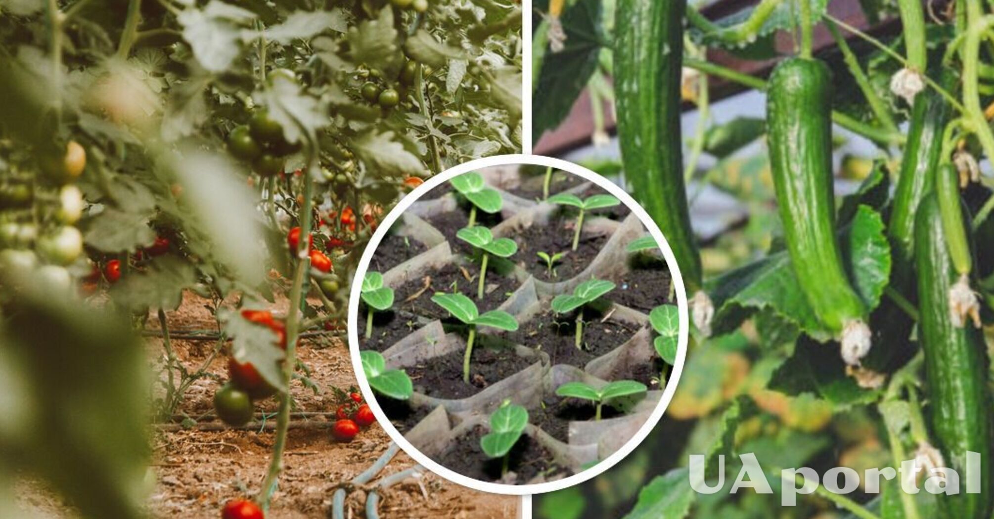 Вирощуємо огірки та помідори правильно: коли переносити розсаду у відкритий ґрунт
