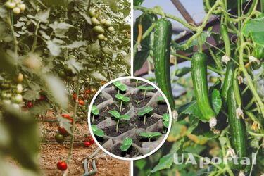 Вирощуємо огірки та помідори правильно: коли переносити розсаду у відкритий ґрунт