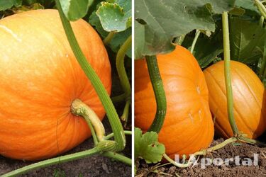 Коли садити гарбузи на городі