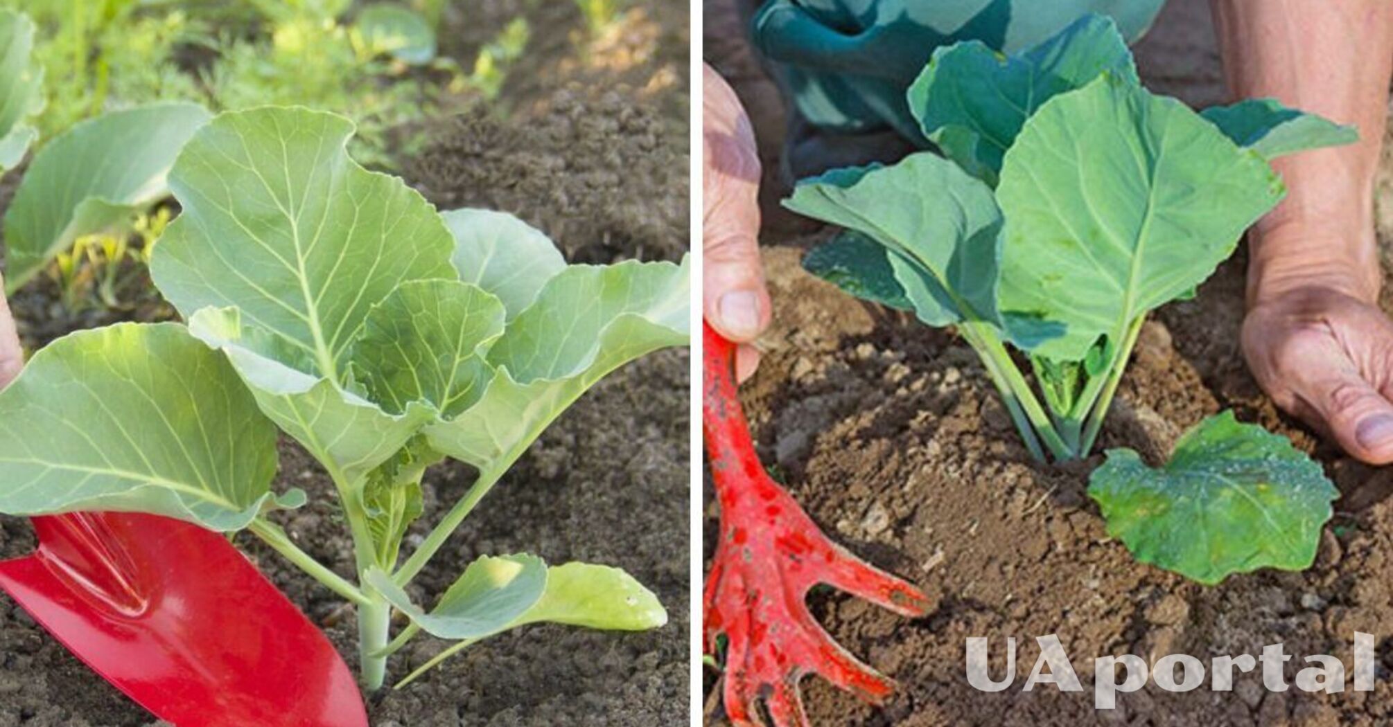 Коли та як садити капусту у відкритий ґрунт: поради городникам