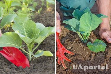 Коли садити капусту на городі