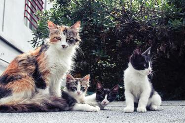 Які клички не можна давати котам, аби вони не ображалися