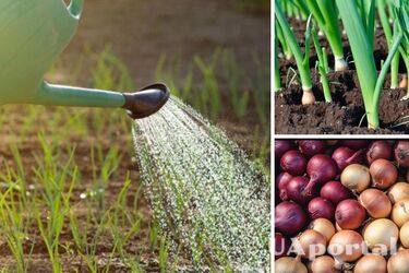 Як та коли висаджувати цибулю навесні: посівний календар