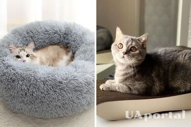 Названы нехитрые приемы, как приучить котов не царапать мебель