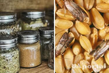 Как избавиться от пищевой моли на кухне подручными средствами