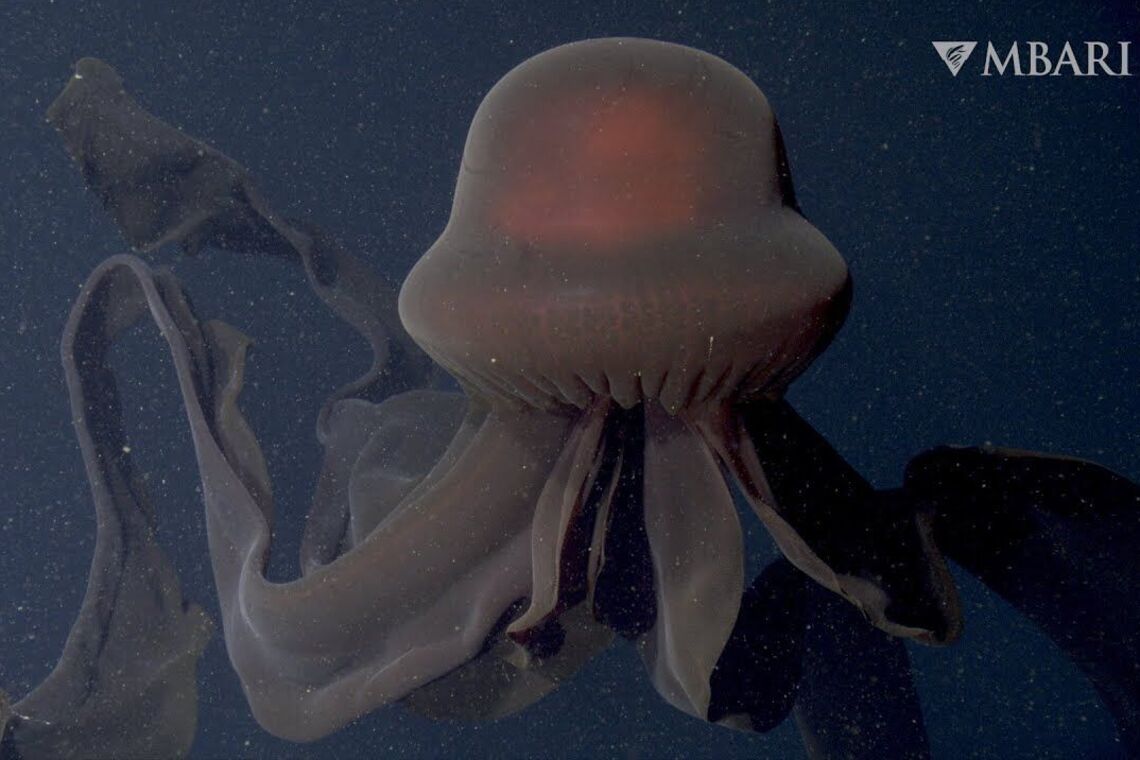В Антарктиді підводні апарати зняли гігантських медуз-фантомів