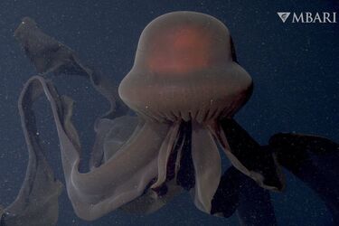 В Антарктиде подводные аппараты сняли гигантских медуз-фантомов