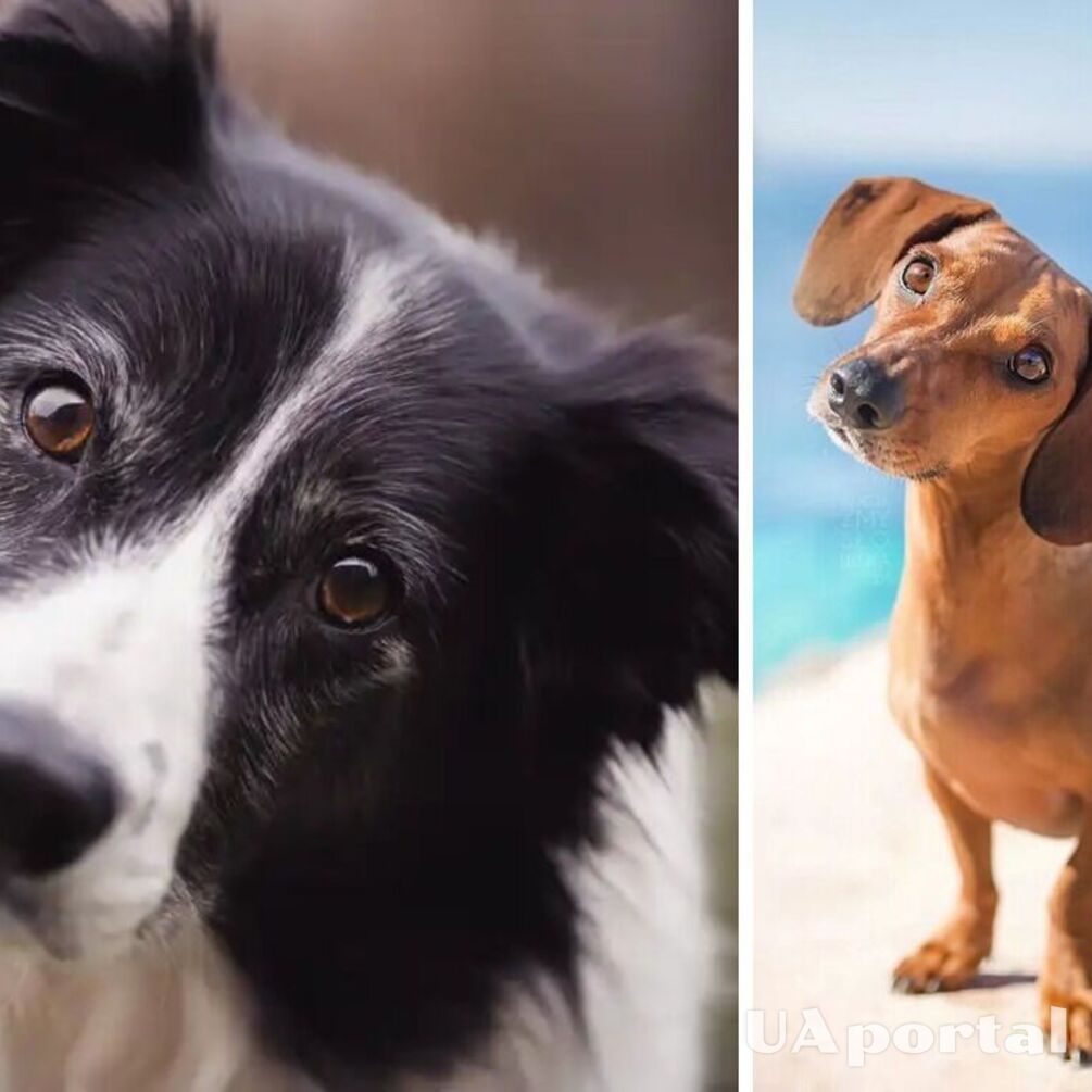Вчені відповіли, про що думають собаки, коли схиляють голову та запитливо дивляться
