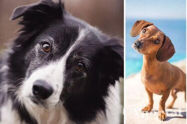 Що означає, коли собака схиляє голову на бік та запитливо дивиться