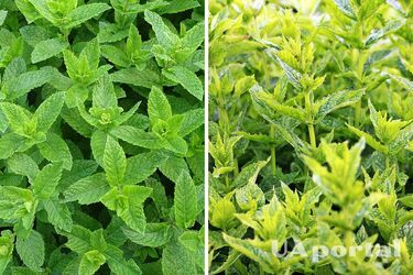 Когда и как сажать мяту в открытый грунт: советы дачников