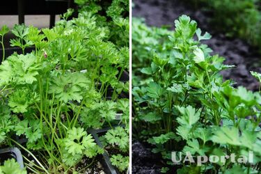 Когда сажать петрушку на огороде