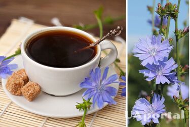 Как заварить цикорий