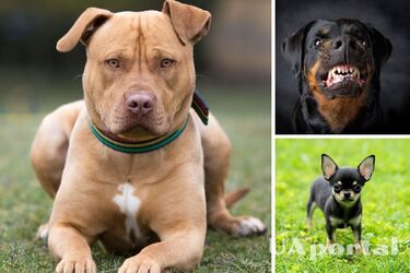 Какие породы собак не подходят для семей с детьми